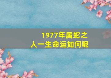 1977年属蛇之人一生命运如何呢