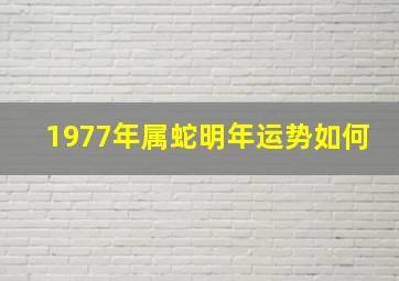 1977年属蛇明年运势如何