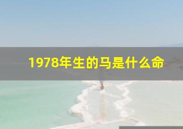 1978年生的马是什么命