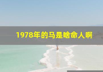 1978年的马是啥命人啊