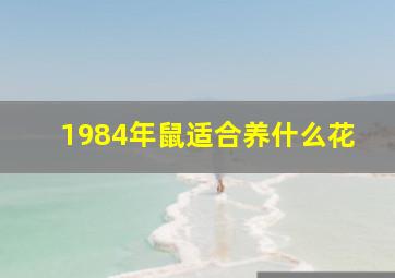 1984年鼠适合养什么花