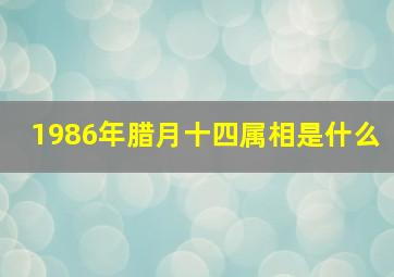 1986年腊月十四属相是什么