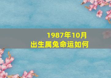 1987年10月出生属兔命运如何