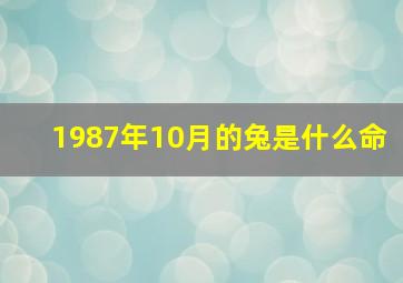 1987年10月的兔是什么命