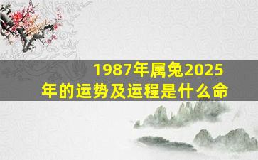 1987年属兔2025年的运势及运程是什么命