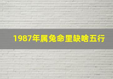 1987年属兔命里缺啥五行