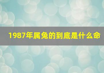 1987年属兔的到底是什么命