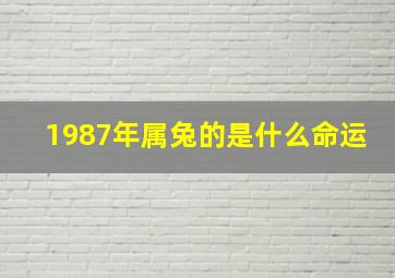 1987年属兔的是什么命运