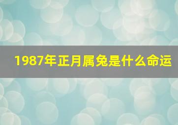 1987年正月属兔是什么命运