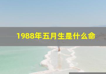 1988年五月生是什么命