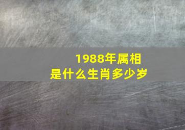 1988年属相是什么生肖多少岁