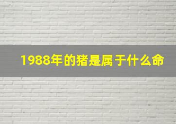 1988年的猪是属于什么命