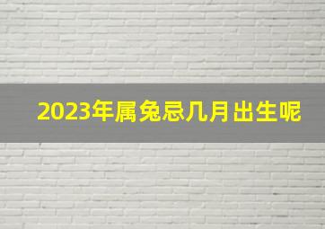 2023年属兔忌几月出生呢