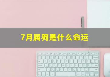 7月属狗是什么命运