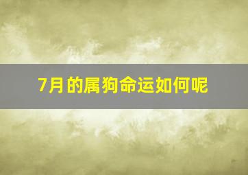 7月的属狗命运如何呢