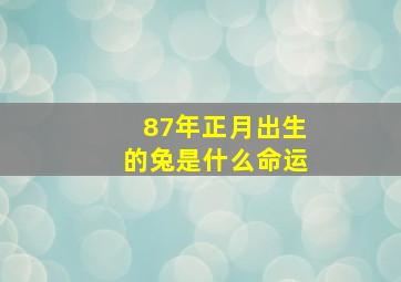 87年正月出生的兔是什么命运