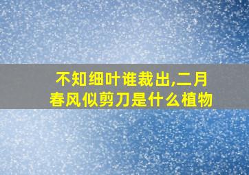 不知细叶谁裁出,二月春风似剪刀是什么植物