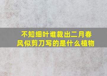 不知细叶谁裁出二月春风似剪刀写的是什么植物