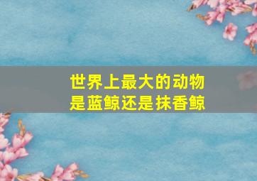 世界上最大的动物是蓝鲸还是抹香鲸