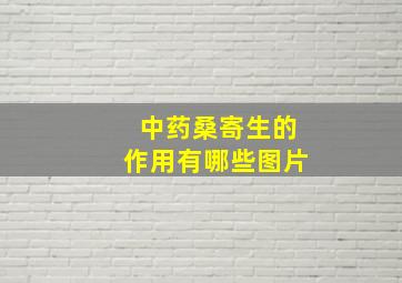 中药桑寄生的作用有哪些图片