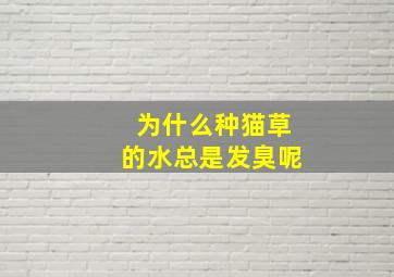 为什么种猫草的水总是发臭呢