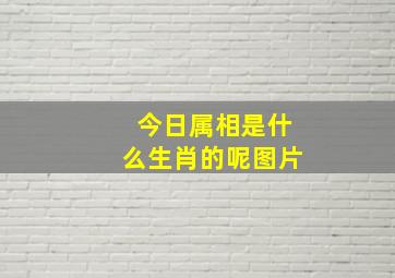 今日属相是什么生肖的呢图片