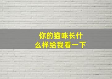 你的猫咪长什么样给我看一下