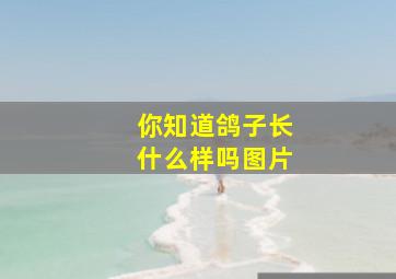 你知道鸽子长什么样吗图片