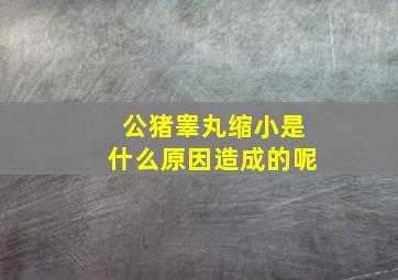 公猪睾丸缩小是什么原因造成的呢