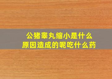 公猪睾丸缩小是什么原因造成的呢吃什么药