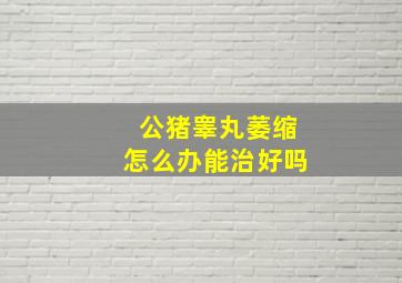 公猪睾丸萎缩怎么办能治好吗