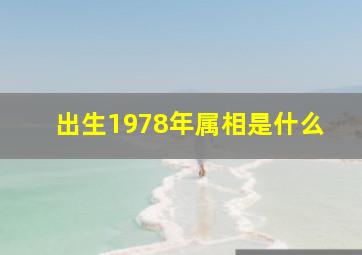 出生1978年属相是什么