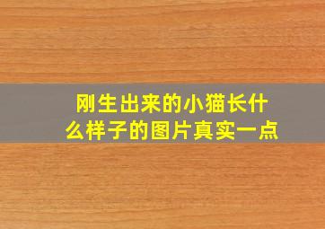 刚生出来的小猫长什么样子的图片真实一点