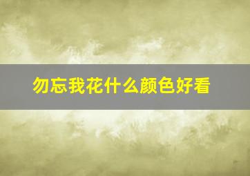 勿忘我花什么颜色好看