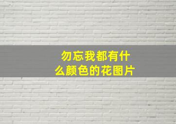 勿忘我都有什么颜色的花图片