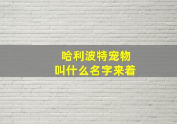 哈利波特宠物叫什么名字来着