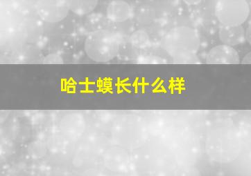 哈士蟆长什么样