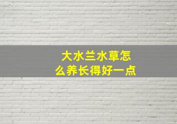 大水兰水草怎么养长得好一点