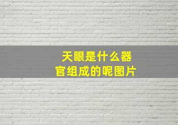 天眼是什么器官组成的呢图片