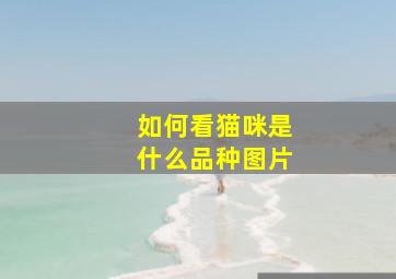 如何看猫咪是什么品种图片