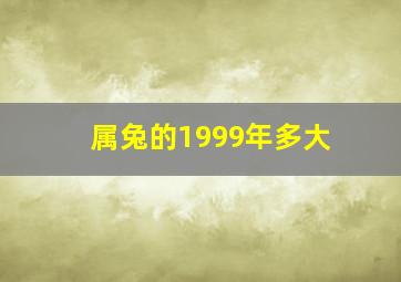 属兔的1999年多大