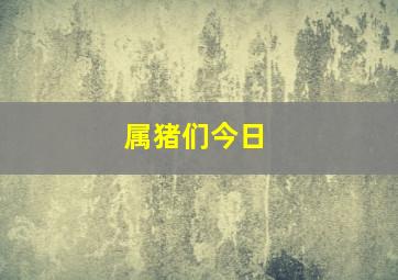 属猪们今日