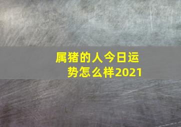 属猪的人今日运势怎么样2021