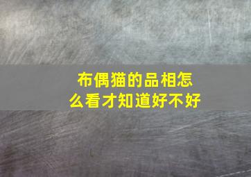 布偶猫的品相怎么看才知道好不好