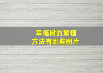 幸福树的繁植方法有哪些图片