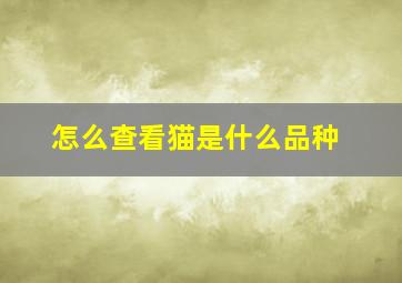 怎么查看猫是什么品种