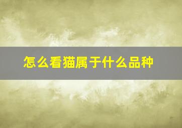 怎么看猫属于什么品种