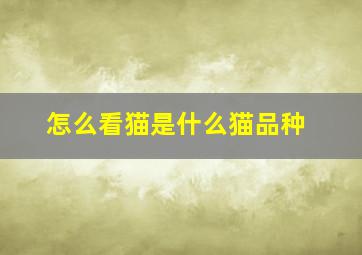 怎么看猫是什么猫品种