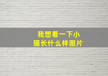 我想看一下小猫长什么样图片