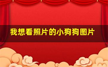 我想看照片的小狗狗图片